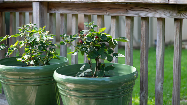 Blackberry plant growing in planters on porch