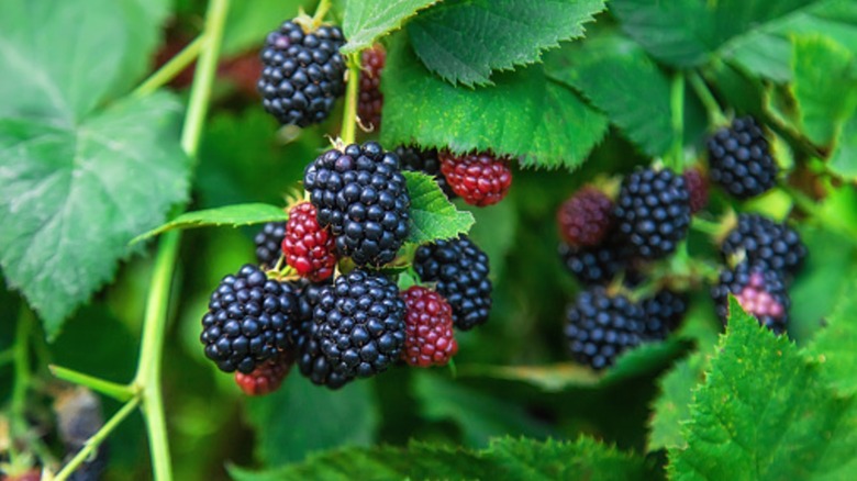 Ripe and unripe blackberries on brush