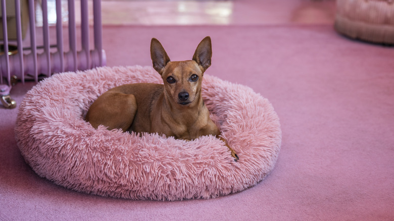 Dog on pink bed on pink carpet