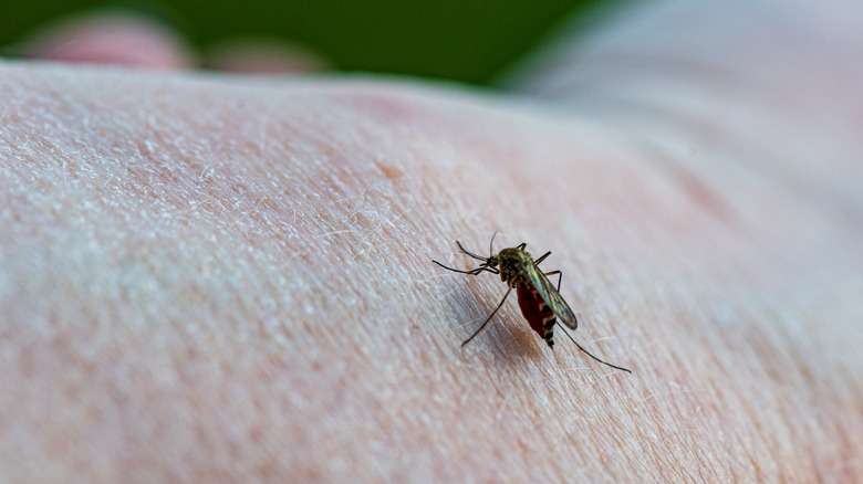Mosquito on a person