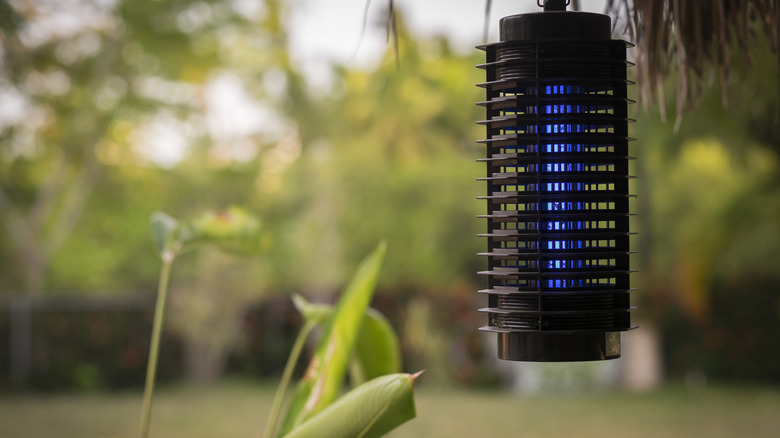 Bug zapper in backyard