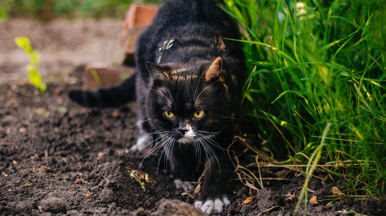 stray cat digging in garden