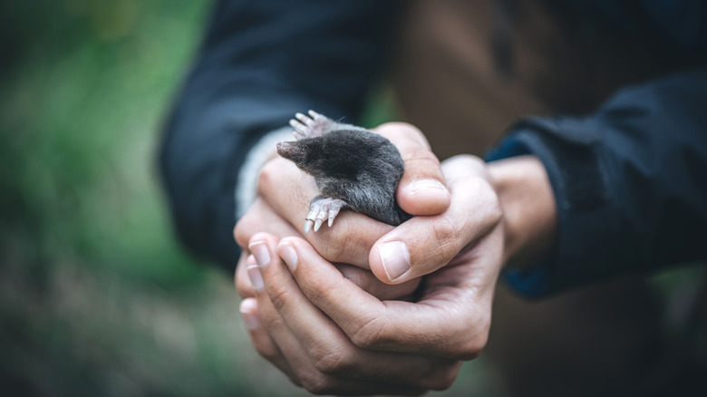 person holding mole