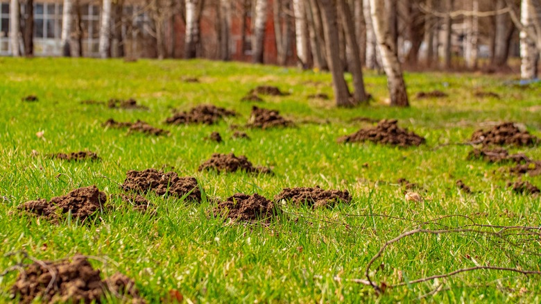 mole mounds in garden
