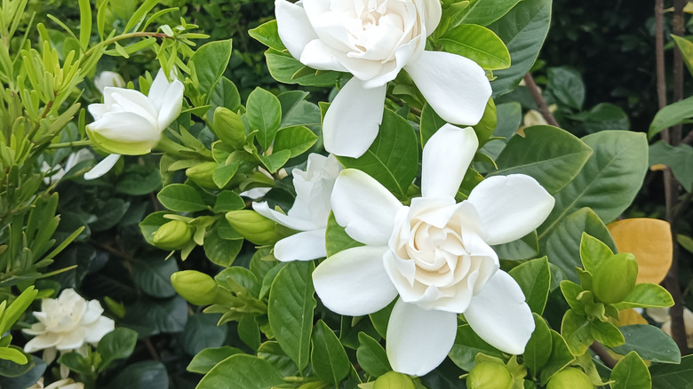 A gardenia bush with blooms up close