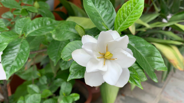 A thriving potted gardenia plant sits on a porch.