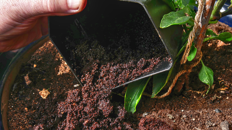 Coffee grounds are sprinkled onto the soil of a potted plant.