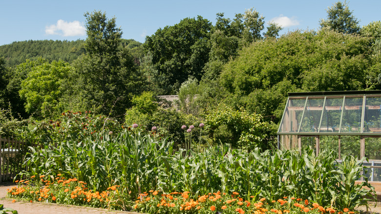 garden with corn and garlic