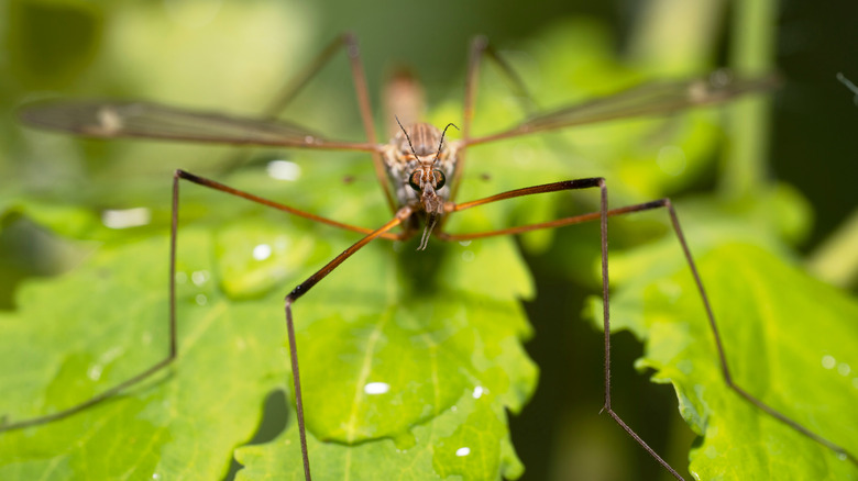 Crane fly closeup