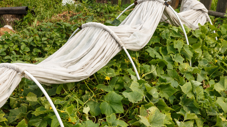 Cucumber plants covered by crop cover cloth and frame to protect from cold