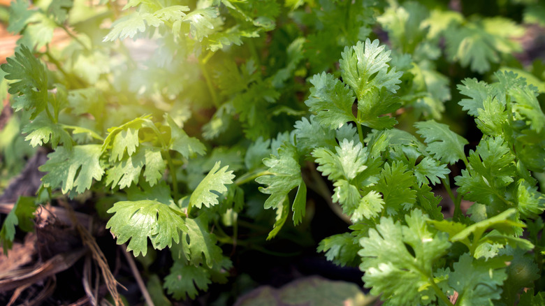 A closeup of cilantro growing in the sunlight