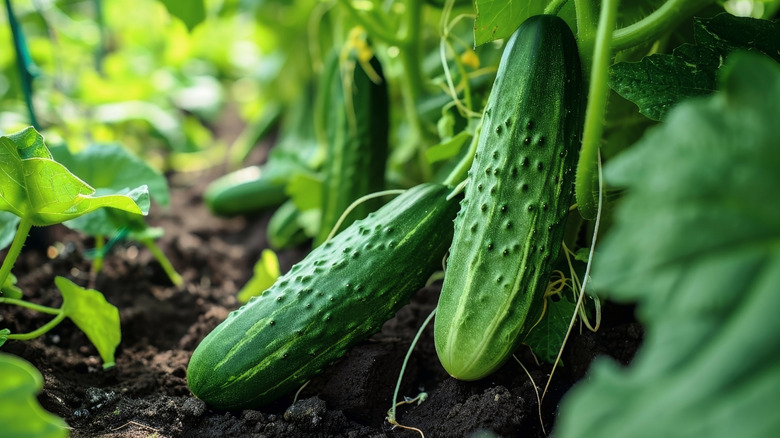 Two green cucumbers growing on a vine in a sunny garden or greenhouse
