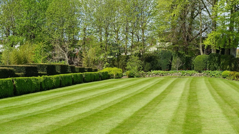 Striped green lawn