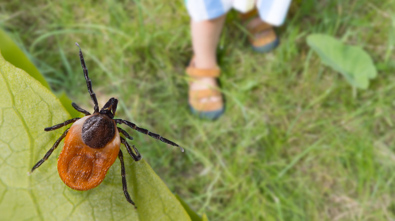 A deer tick on a leaf with a person's feet in the background