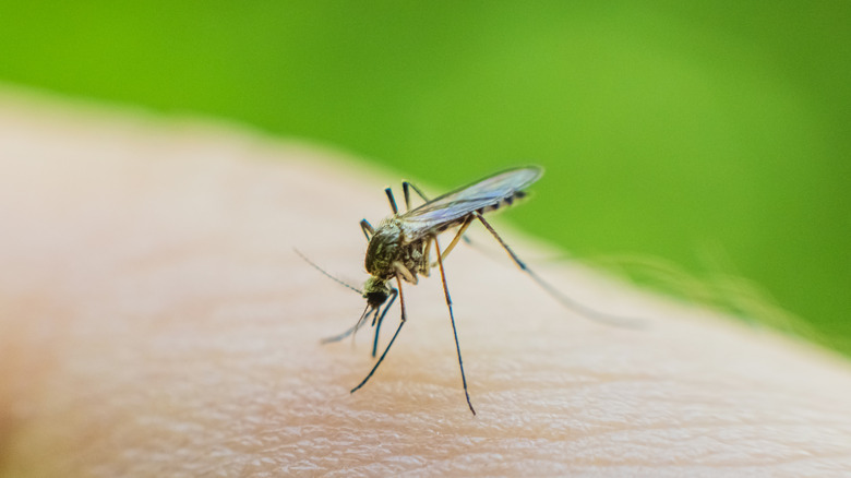 Mosquito on human arm