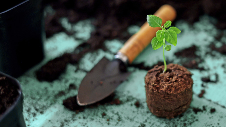 A shovel beside an unpotted seedling.