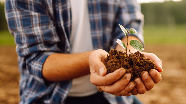 Close-up of a young gardener's hands holding a green sprout against the backdrop of an agricultural field.