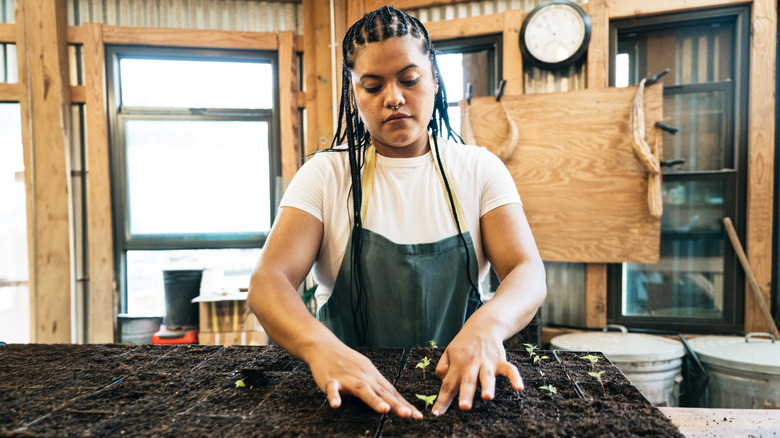 A woman packing starting mix around a tray of seedlings.