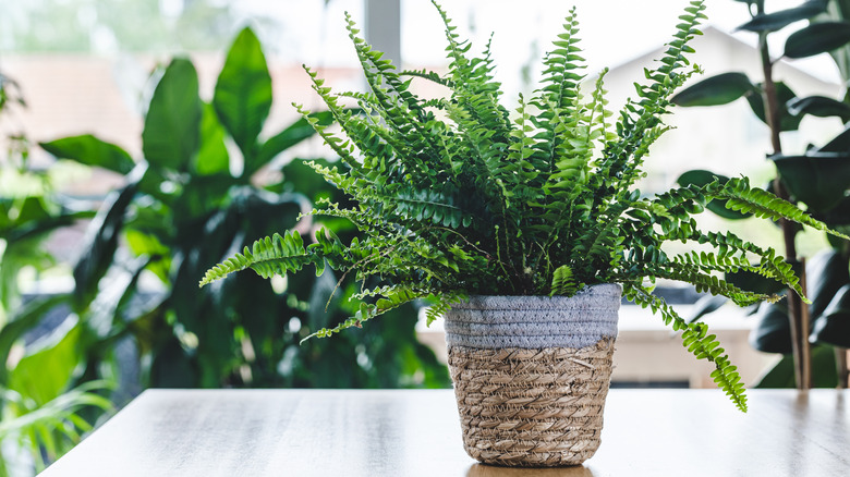 small fern on counter