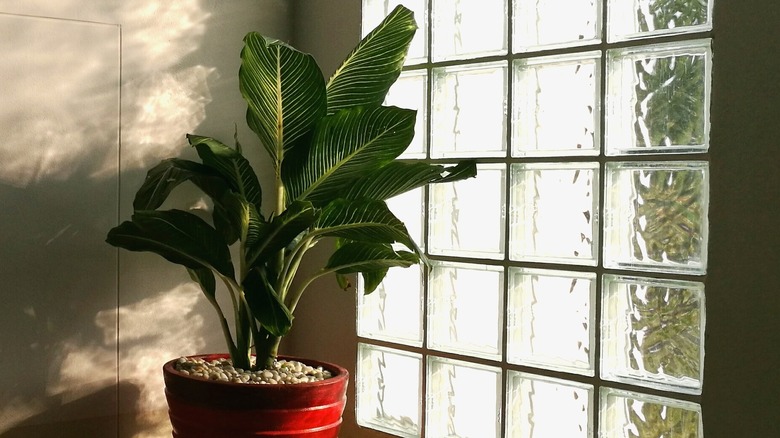 Plant by glass block windows