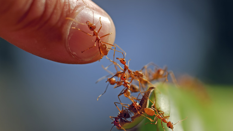 fire ants crawling on finger