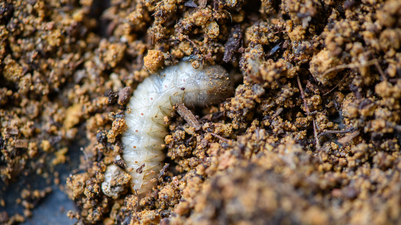 Grub worm crawling in soil