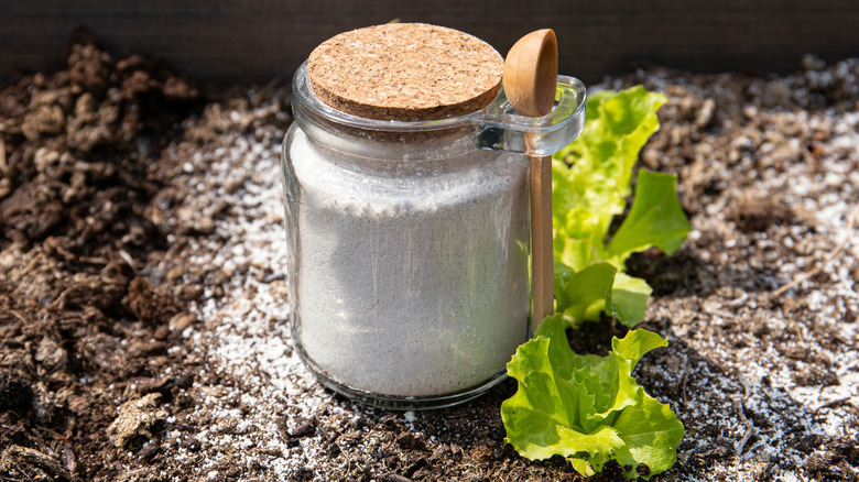 Diatomaceous Earth in a glass jar