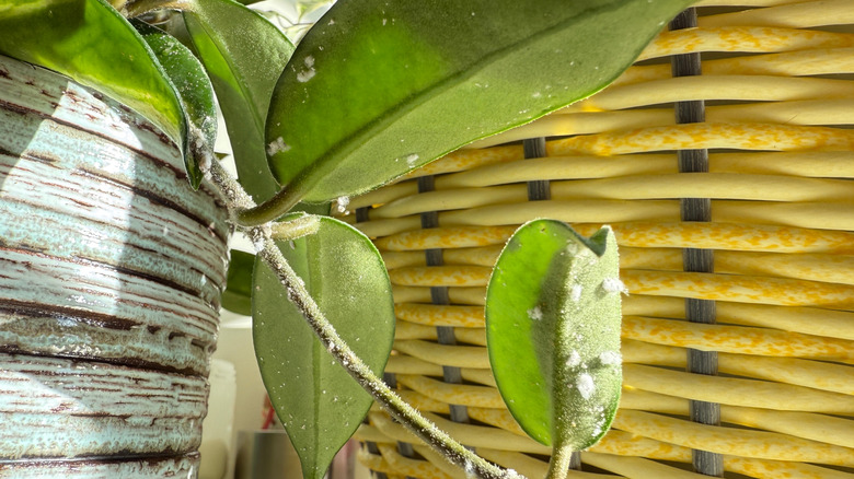Pests on a houseplant's leaves and stem.