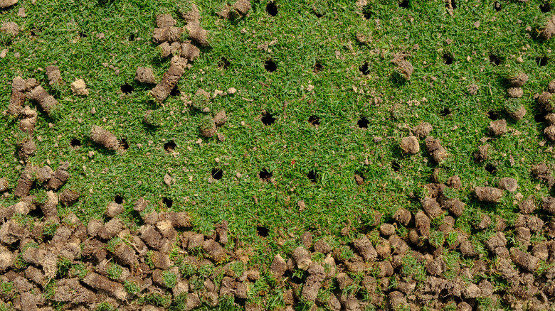 Lawn with plugs after core aeration