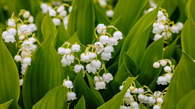 close-up of lily-of-the-valley flowers and foliage