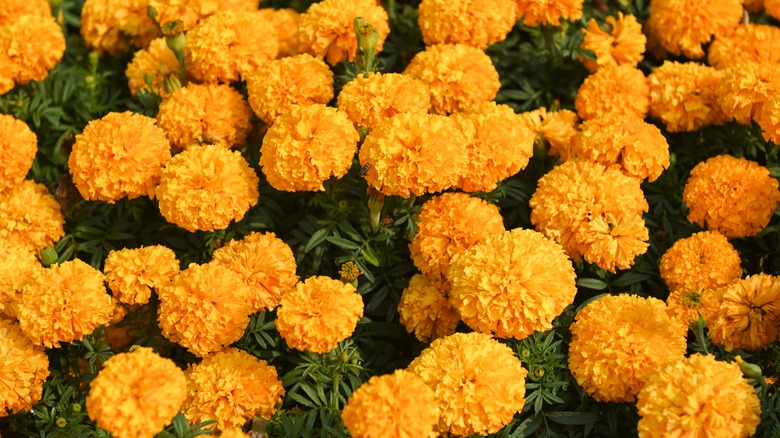 orange marigolds