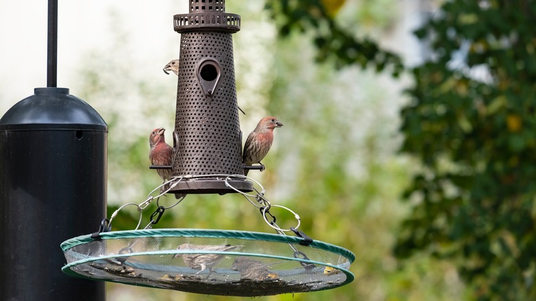 Bird on metal bird feeder