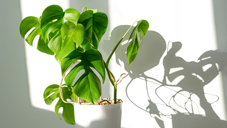 monstera plant in white pot