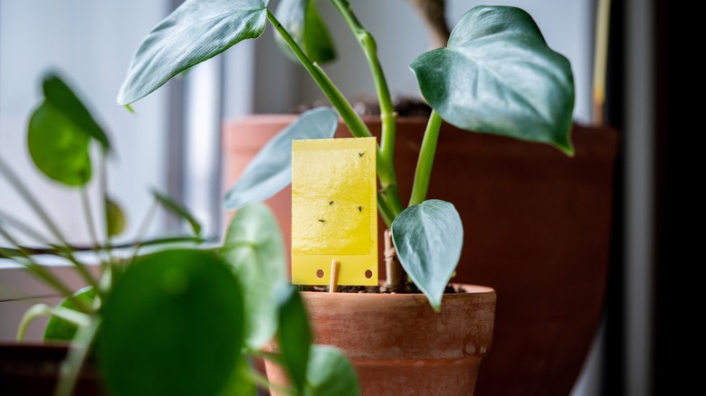 fungus gnat infestation in houseplants