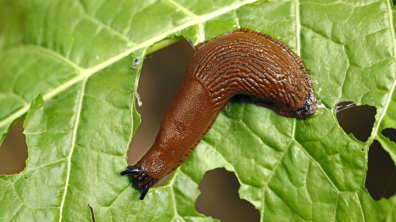 slug causing damage to plant