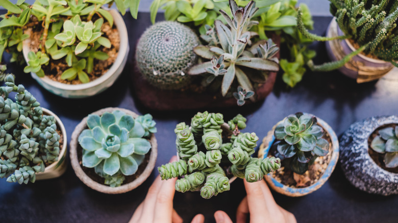 small pots of succulents