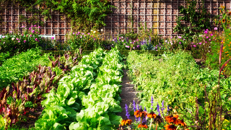 A garden packed with healthy vegetables
