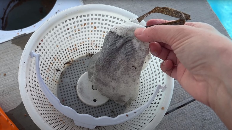 Person removing pool skimmer sock
