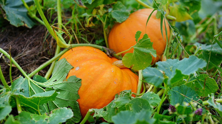 Pumpkins growing in garden