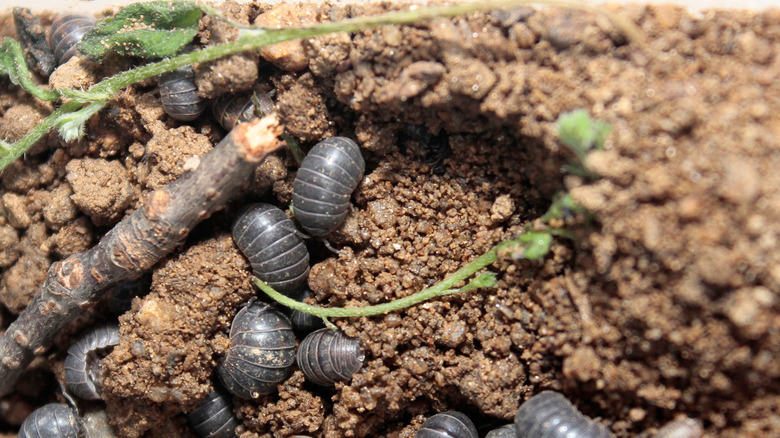Roly-poly bugs in soil