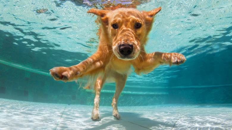 Dog in pool