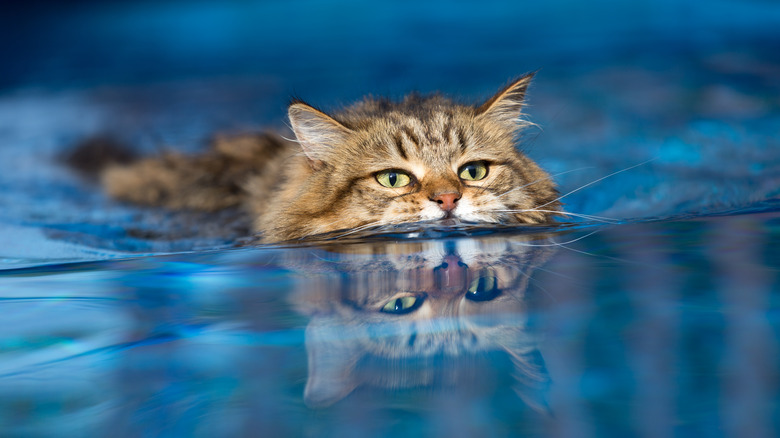 Cat in pool