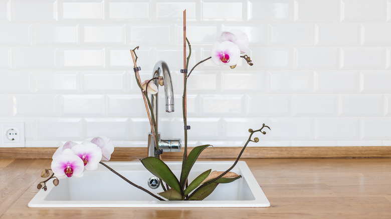 orchidea nel lavandino