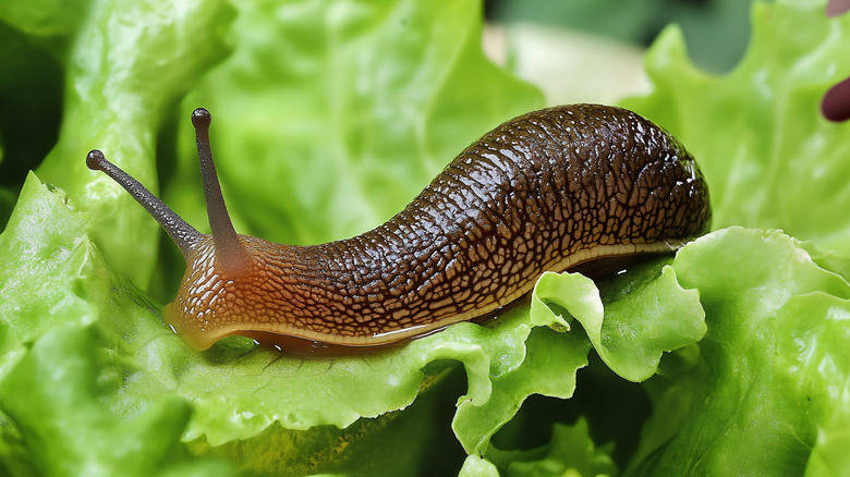 A slug on a leaf of lettuce