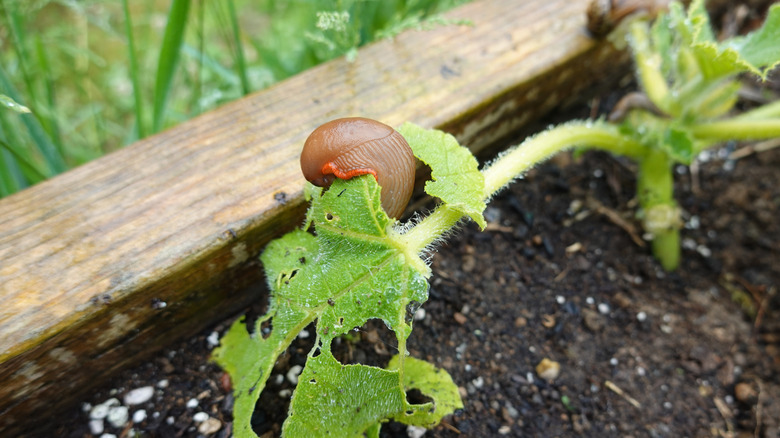 A slug on a plant in a garden