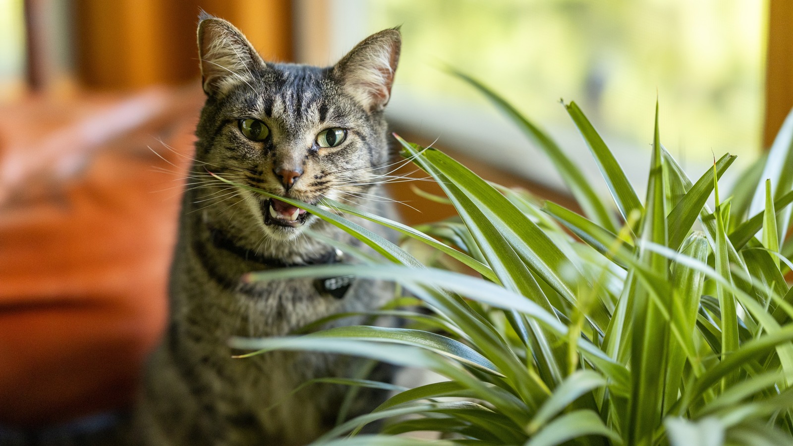 Are Spider Plants Poisonous To Cats Here s What You Should Know