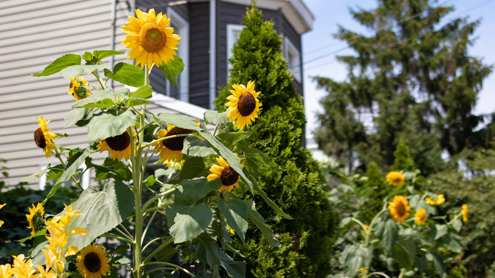 Are Sunflowers The Reason Your Other Plants Are Suffering?