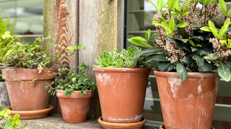 Terracotta pots with plants in them.