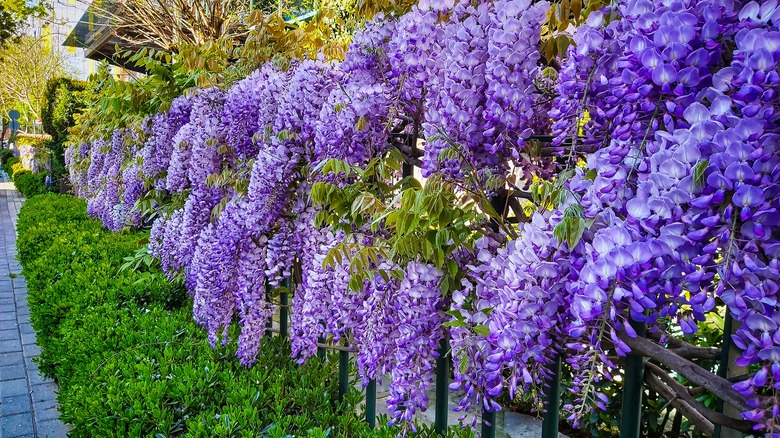 Blooming Japanese wisteria