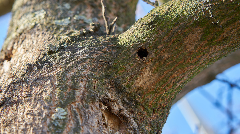 a tree infested with ALB shows damage